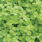 Helichrysum Gold Hanging Basket / Garden Plug Plants Pack x6