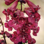 Penstemon 'Raven' Perennial Garden Plug Plants Pack X6