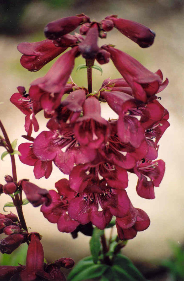 Penstemon 'Raven' Perennial Garden Plug Plants Pack X6