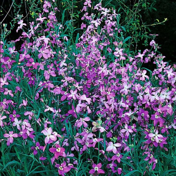 Stock Night Scented (Matthiola Bicornis) Pack Kings Flower Seeds