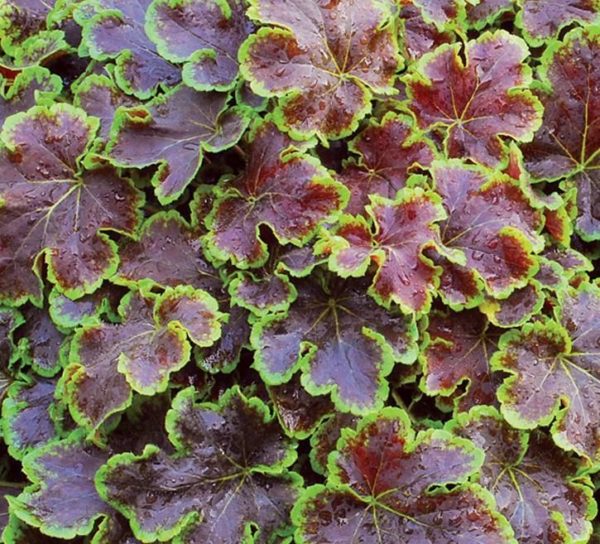 Heuchera Heucherella 'Solar Eclipse' Perennial Large Garden Plug Plants Pack x6