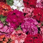 Geranium 'Country Garden Mix' Pack Kings Flower Seeds