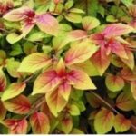 Fuchsia Trailing 'Autumnale' Summer Garden Plug Plants Pack x6