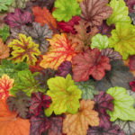Heuchera 'Mixed Varieties' Perennial Garden X-Large Plug Plants Pack x6