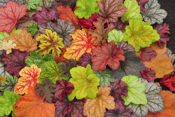 Heuchera 'Mixed Varieties' Perennial Garden X-Large Plug Plants Pack x6