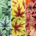 Heuchera 'Mixed Varieties' Perennial Garden X-Large Plug Plants Pack x6