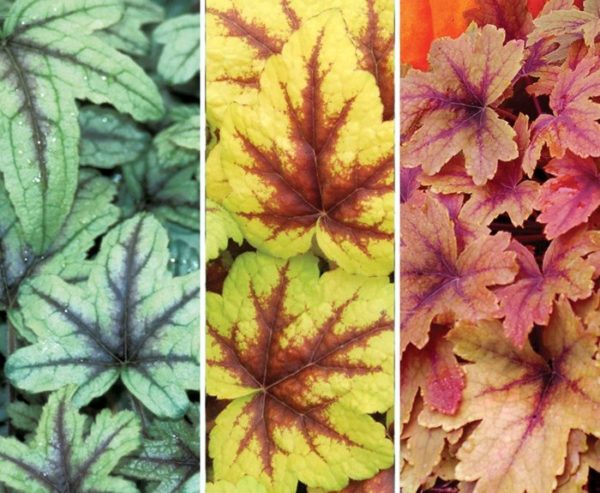 Heuchera 'Mixed Varieties' Perennial Garden X-Large Plug Plants Pack x6
