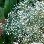 Gypsophila Paniculata Snowflake (Bristol Fairy) Perennial Plug Plants Pack X6