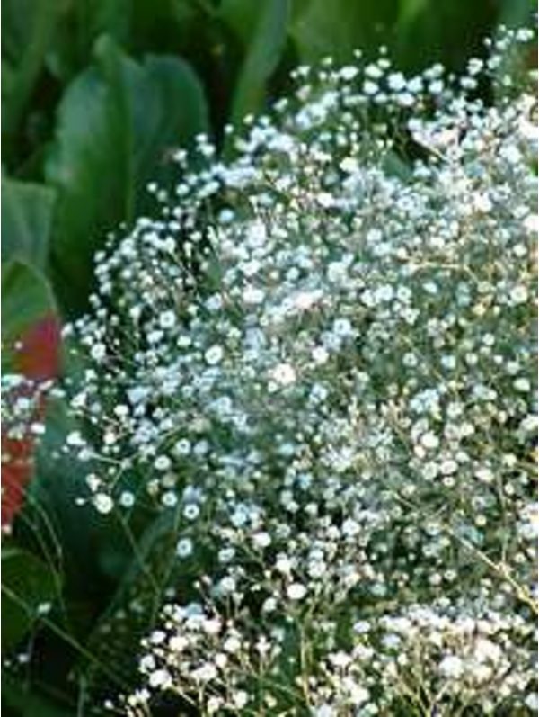 Gypsophila Paniculata Snowflake (Bristol Fairy) Perennial Plug Plants Pack X6