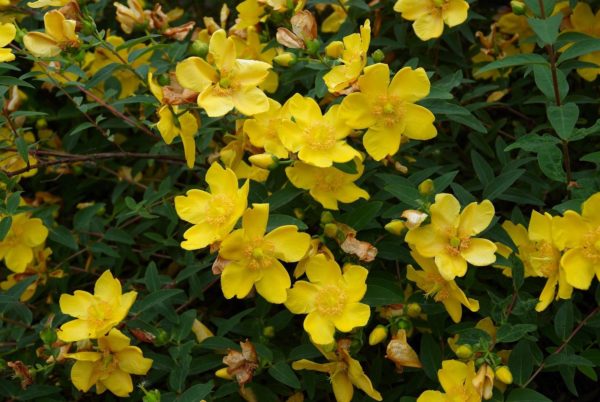 Hypericum 'Hidcote' Perennial Shrub Garden Supersize XXL Plug Plants Pack x3