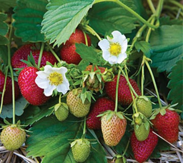 Strawberry Plug Plants 'Elan F1' Vegetable Garden Pack x6