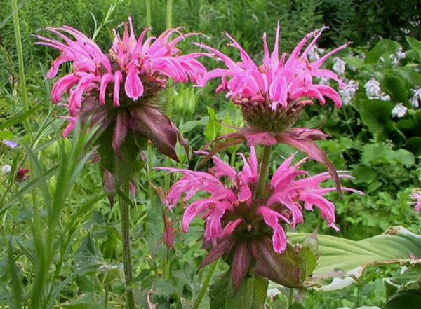 Monarda 'Croftway Pink' Bergamont Supersize XXL Plug Plants Pack x3