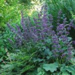 Salvia Verticillata 'Purple Rain' Perennial Supersize XXL Plug Plants Pack x3