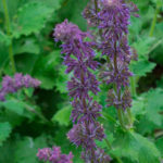Salvia Verticillata 'Purple Rain' Perennial Supersize XXL Plug Plants Pack x3