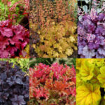 Heuchera 'Mixed Varieties' Perennial Garden X-Large Plug Plants Pack x6