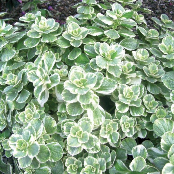 Coleus Canina Varigated 'Scardy Cat Plant' Plug Plants Pack x6