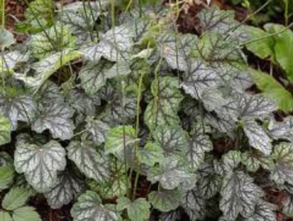 Heuchera Americana 'Dales Strain' Perennial Garden Plug Plants Pack x6