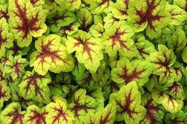 Heuchera x Heucherella 'Stoplight' Perennial Large Garden Plug Plants Pack x6