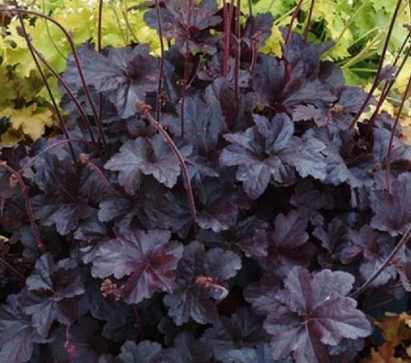 Heuchera x Hybrida 'Obsidian' Perennial Large Garden Plug Plants Pack x6