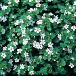 Bacopa Trailing "Snowflake" Garden Basket Plug Plants Pack x6