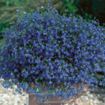 Lobelia Trailing Blue Star® Hanging Basket Plug Plants Pack x6