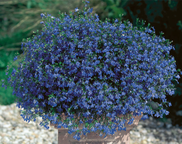 Lobelia Trailing Blue Star® Hanging Basket Plug Plants Pack x6
