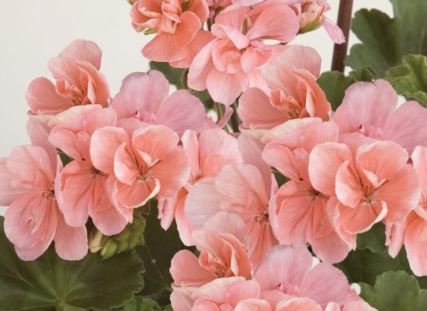 Geranium Zonal Grandeur® Classic Light Salmon Garden Plug Plants Pack x6