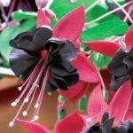 Fuchsia Upright Bush Blacky/Blackie Summer Plug Plants Pack x6