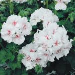 Ivy Leaf Geranium Trailing Mixed Colours Summer Garden Plug Plants Pack x6