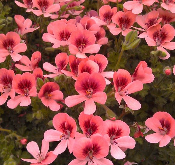 Pelagonium Geranium Scented Angel Eyes® Orange Plug Plants Pack x6