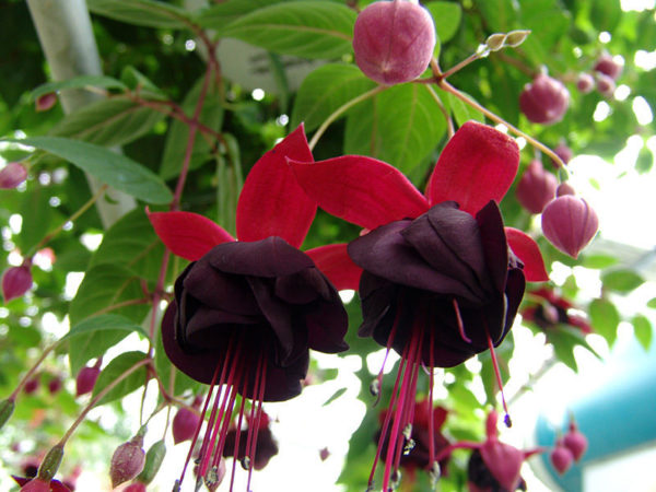 Fuchsia Hardy Semi Trailing 'Millenium' Summer Garden Plug Plants Pack x6