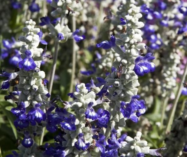 Salvia Farina® 'Bi-Colour Blue' Plug Plants New Variety Pack x6