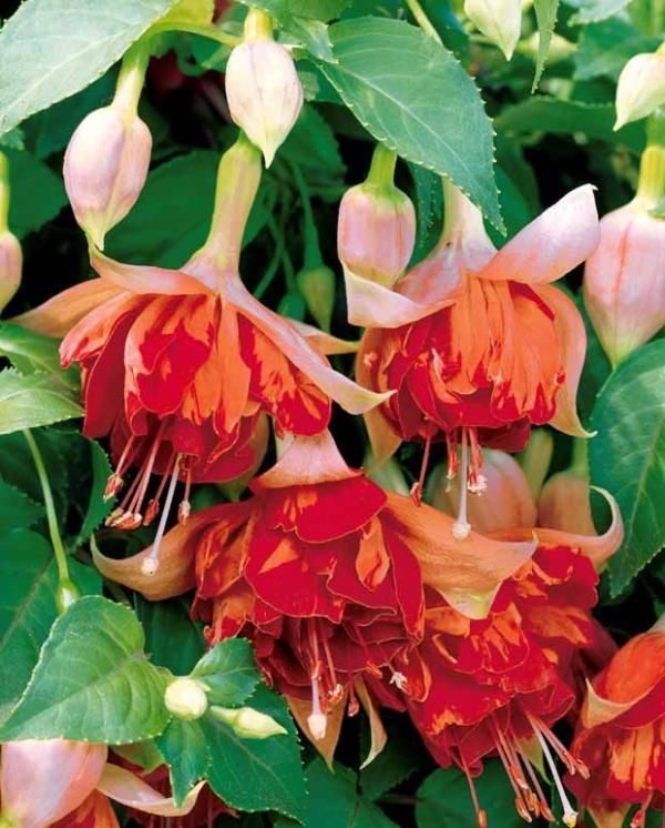 Fuchsia Trailing 'Bicentennial' Summer Garden Plug Plants Pack x6
