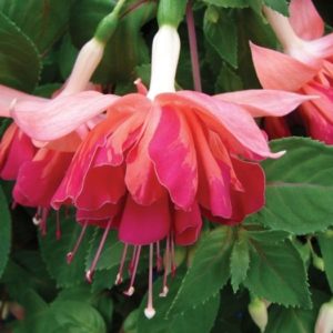 Fuchsia Giant Trailing Marbeller 'Orange King' Summer Plug Plants Pack x6