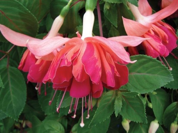 Fuchsia Giant Trailing Marbeller 'Orange King' Summer Plug Plants Pack x6
