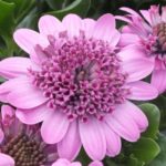 Osteospermum Erato® 'Double Rose Pink' Summer Plug Plants Pack x6