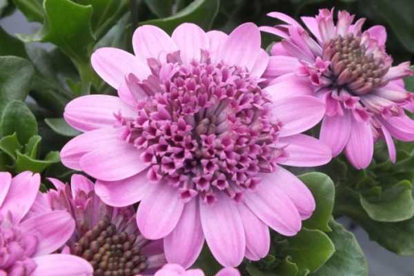 Osteospermum Erato® 'Double Rose Pink' Summer Plug Plants Pack x6