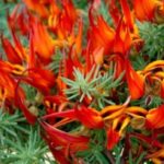 Lotus Flower Orange Berthelotii Basket / Garden Plug Plants Pack x6