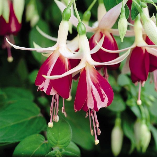 Fuchsia Trailing 'Frosted Flame' Summer Garden Plug Plants Pack x6