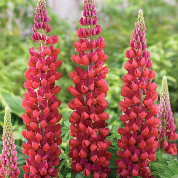 Lupin / Lupinus Russell 'My Castle' Perennial Plug Plants Pack x6