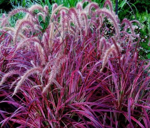 Grass Perennial Pennisetum 'Fireworks' Large Plug Plants Pack x6
