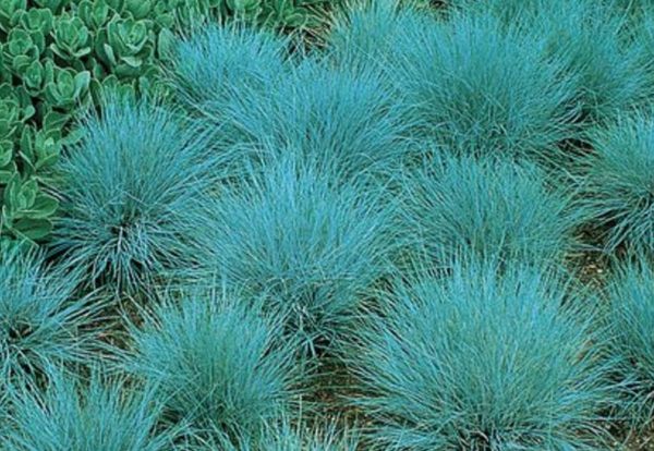 Grass Perennial Festuca 'Elijah Blue' Large Plug Plants Pack x6
