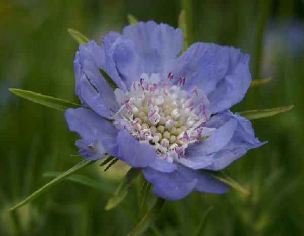 Scabiosa Caucasica Perfecta 'Mid Blue' Perennial Plug Plants Pack x6