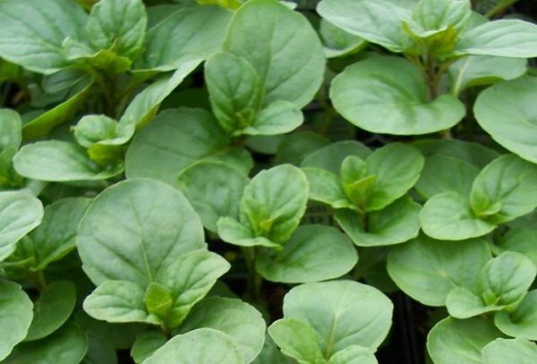 Mentha Orange Mint 'Granada' Perennial Garden Herb Plug Plants Pack x6