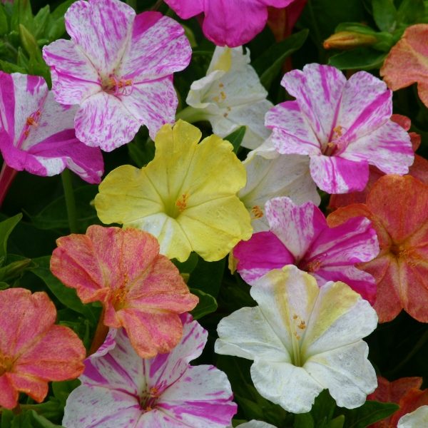 Mirabilis Jalapa 'Marbles Mixed' Pack Kings Quality Garden Seeds