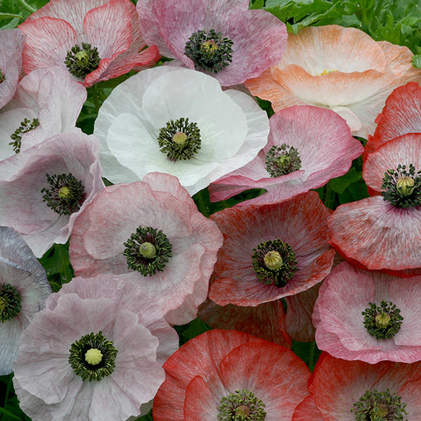 Poppy 'Mother Of Pearl' Pack King's Quality Seeds