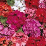 Geranium 'Country Garden Mix' Pack Kings Flower Seeds