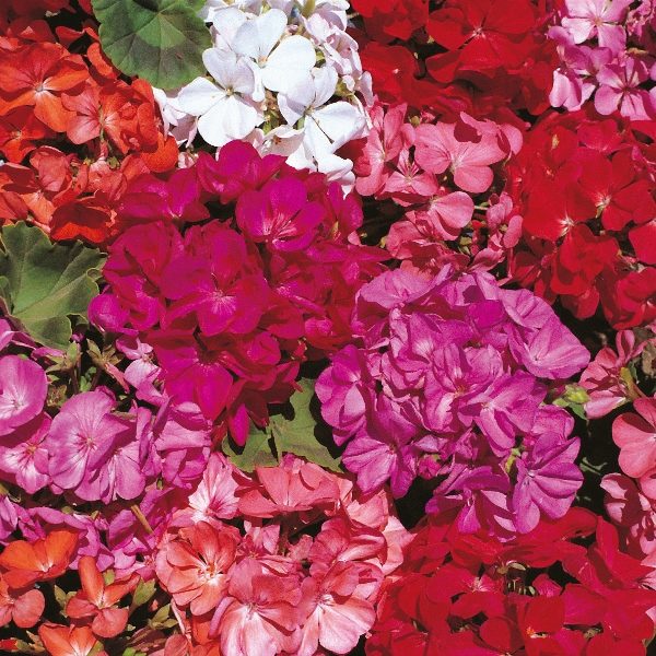 Geranium 'Country Garden Mix' Pack Kings Flower Seeds