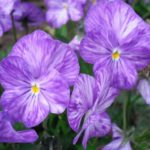 Viola Cornuta 'Columbine' Perennial Alpine Plug Plants Pack x6