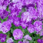 Viola Cornuta 'Columbine' Perennial Alpine Plug Plants Pack x6